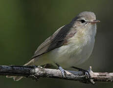 Warbling Vireo