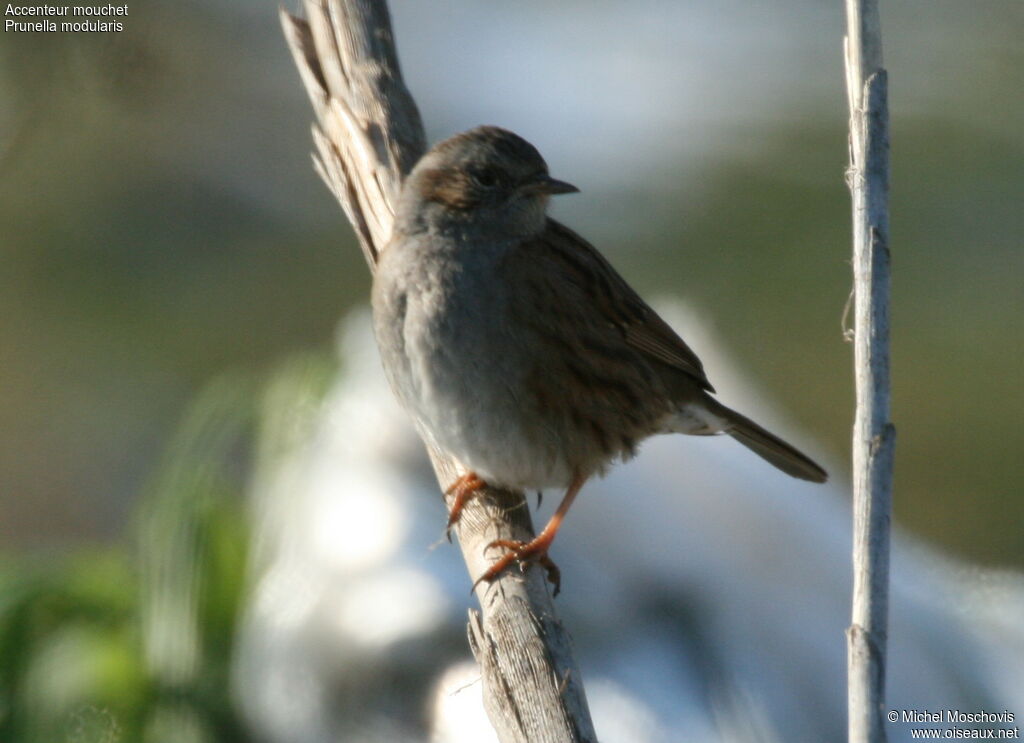 Accenteur mouchet, identification