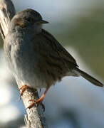 Dunnock