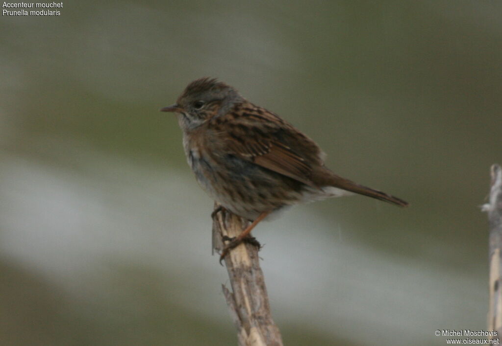 Accenteur mouchet, identification