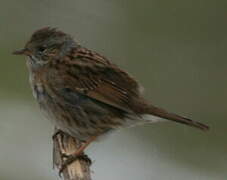 Dunnock