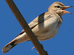 Rufous-tailed Scrub Robin