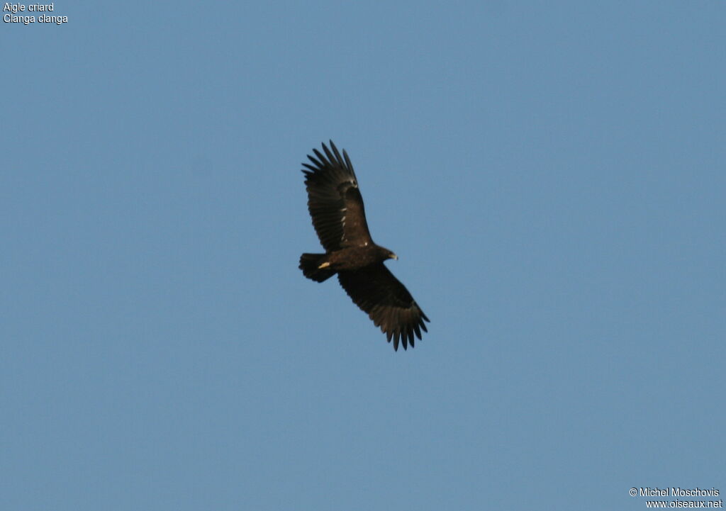 Aigle criardadulte, identification