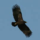 Aigle criard
