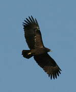 Greater Spotted Eagle