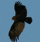 Greater Spotted Eagle