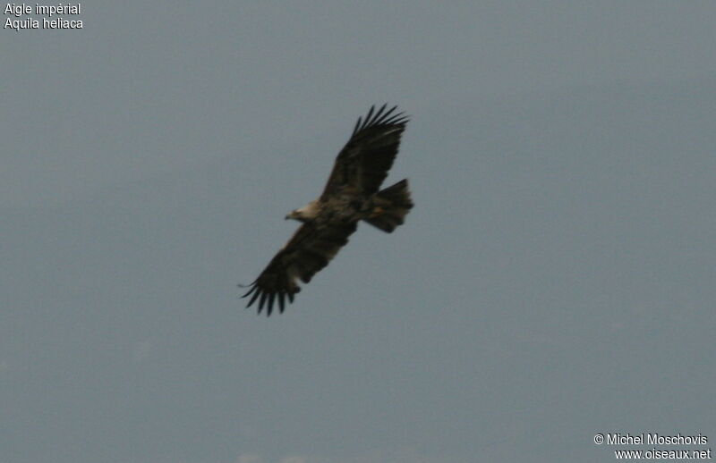 Eastern Imperial Eagle, Flight
