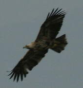 Eastern Imperial Eagle