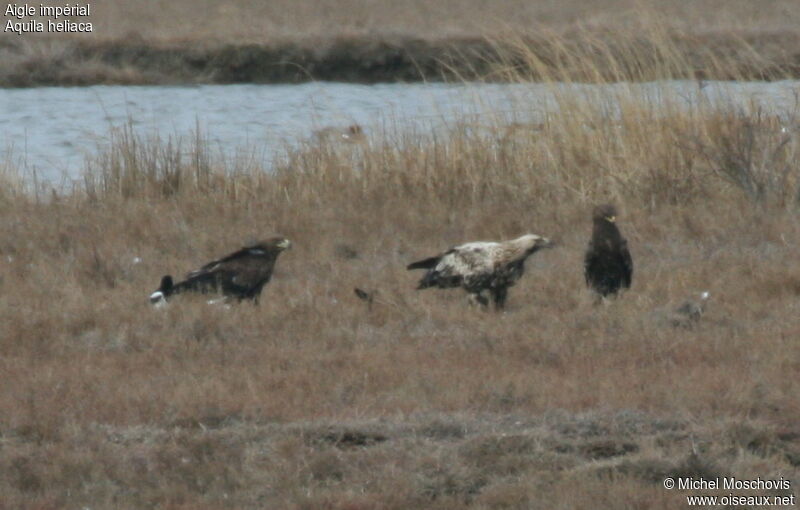 Eastern Imperial Eagle, identification