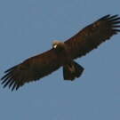 Aigle pomarin