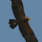 Aigle pomarin
