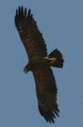 Lesser Spotted Eagle