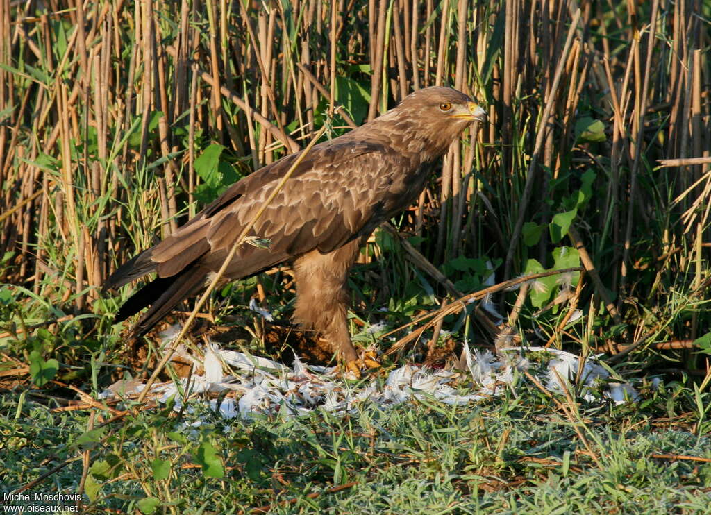 Aigle pomarinadulte, mange