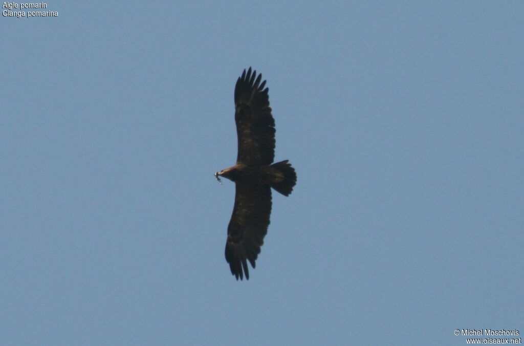 Aigle pomarin