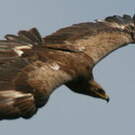 Aigle pomarin
