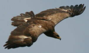 Lesser Spotted Eagle