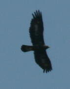 Golden Eagle