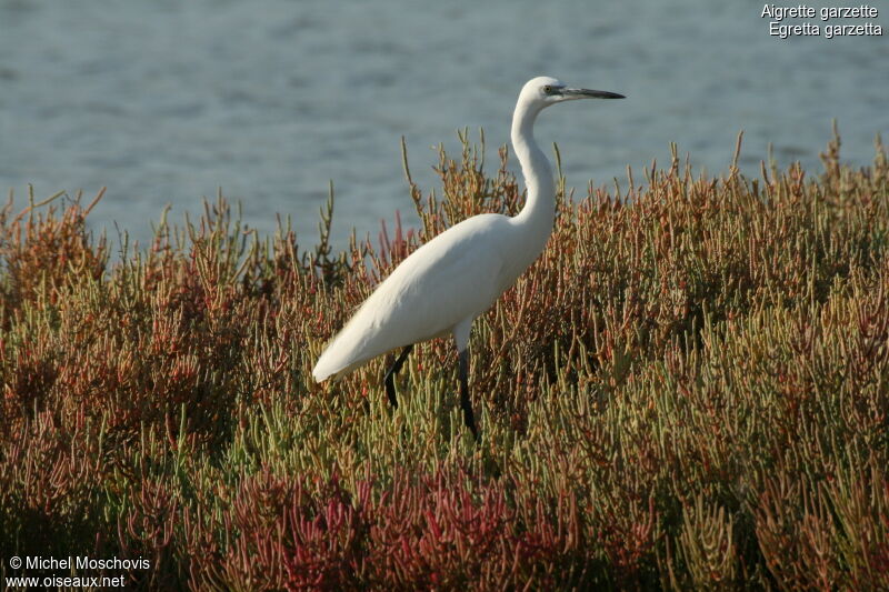 Aigrette garzette