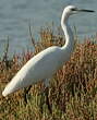 Aigrette garzette