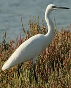 Little Egret