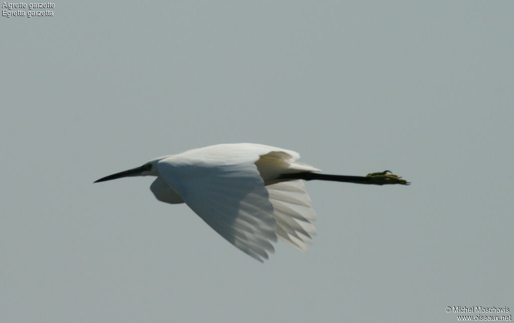 Aigrette garzette