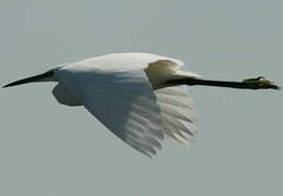 Little Egret