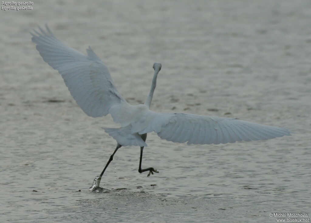 Little Egret