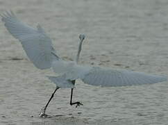 Aigrette garzette