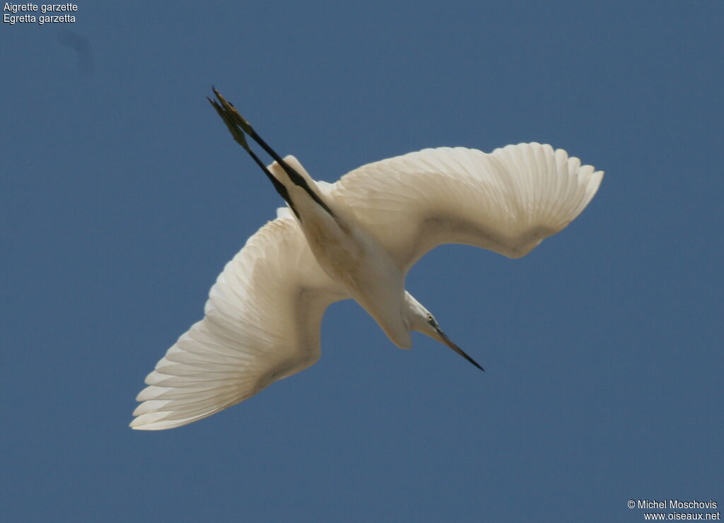 Little Egret, Flight