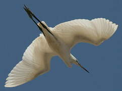 Little Egret