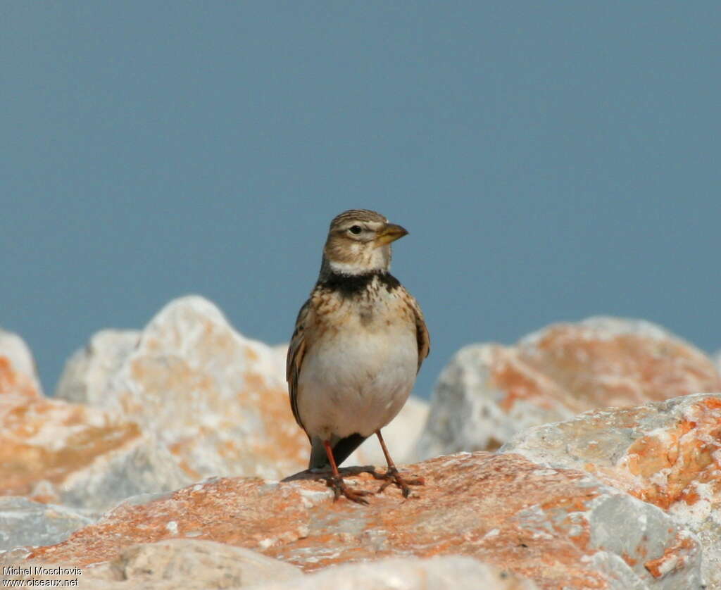 Alouette calandreadulte, identification