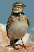 Calandra Lark