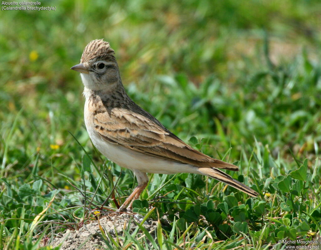 Greater Short-toed Larkadult breeding