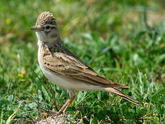 Greater Short-toed Lark