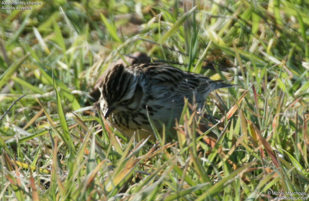 Eurasian Skylark, identification