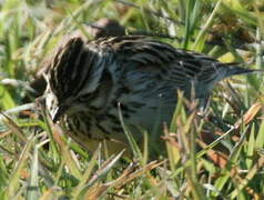 Eurasian Skylark