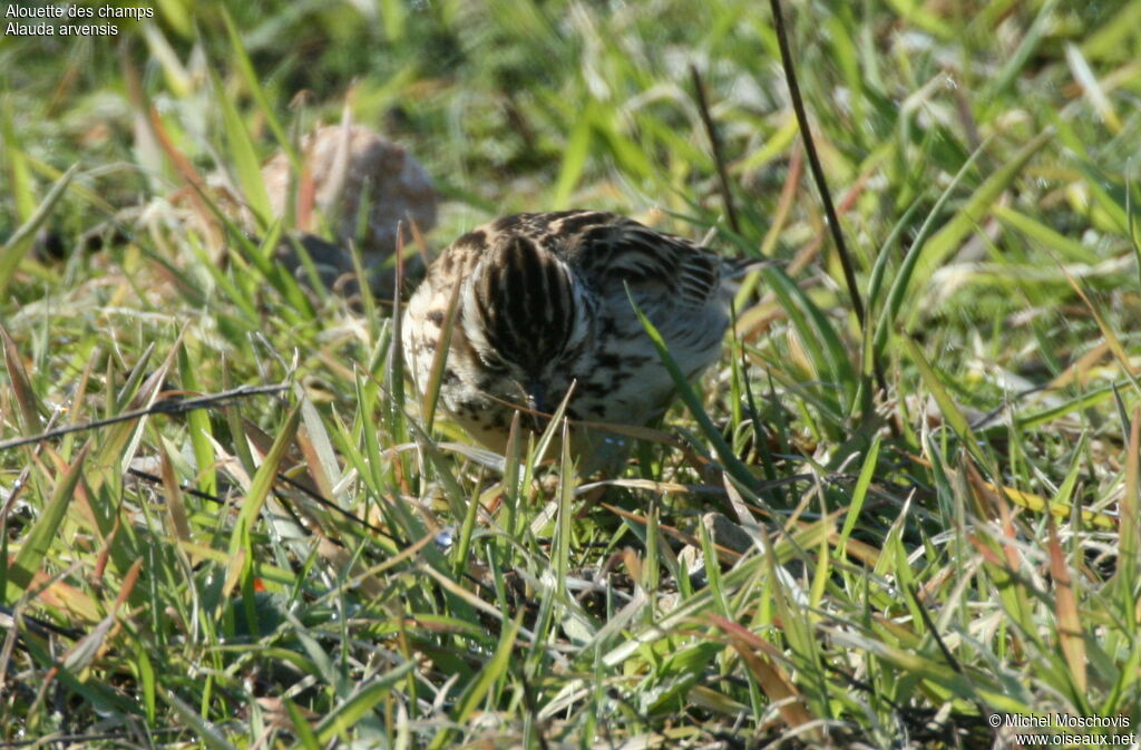 Alouette des champs, identification