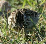 Eurasian Skylark