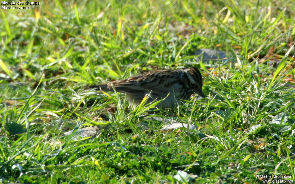 Eurasian Skylark, identification