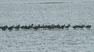 Avocette élégante