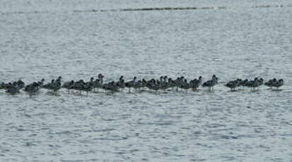 Avocette élégante