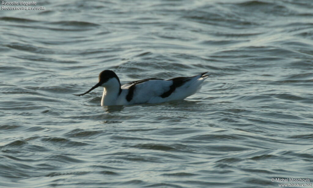 Avocette élégante