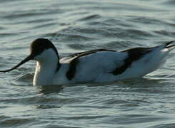 Avocette élégante