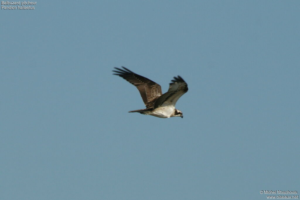 Osprey