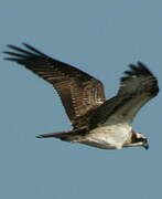 Western Osprey