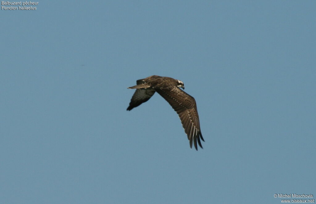 Western Osprey