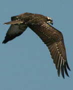 Western Osprey