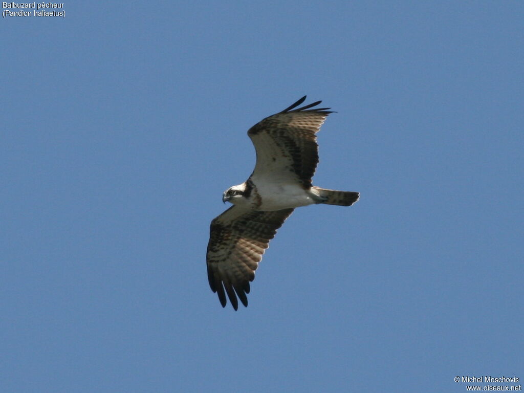 Western Osprey