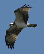 Western Osprey