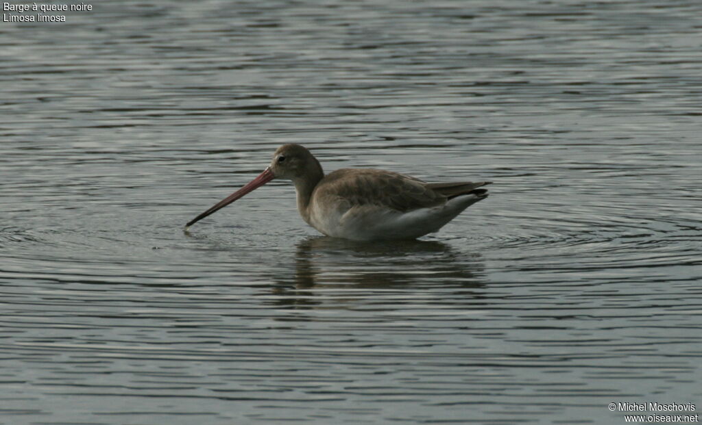 Black-tailed Godwit